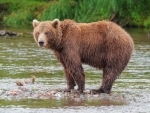 Man injured in wild bear attack in Manipur’s Chandel district