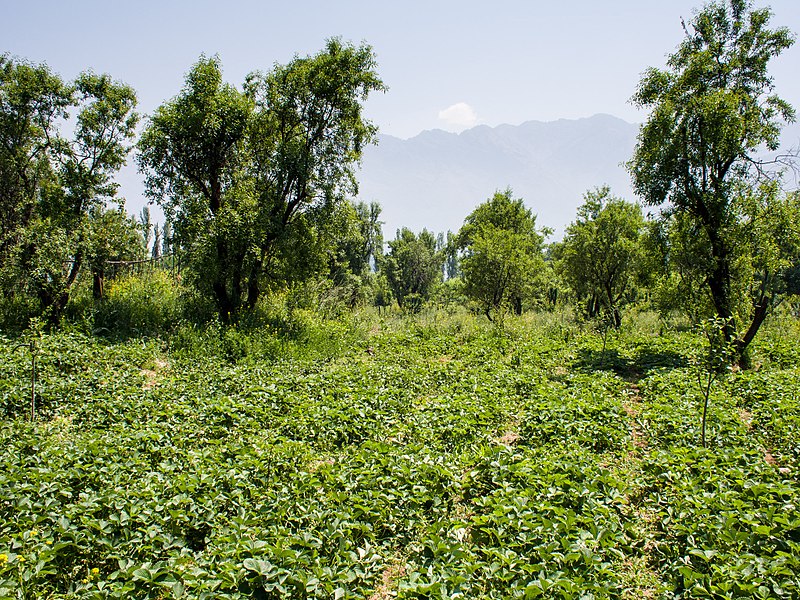 Young engineer aims to contribute towards J-K’s agriculture sector, experiments with new technology