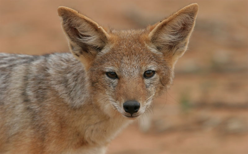 PETA India joins UP Police, locals as they rescue jackal from well