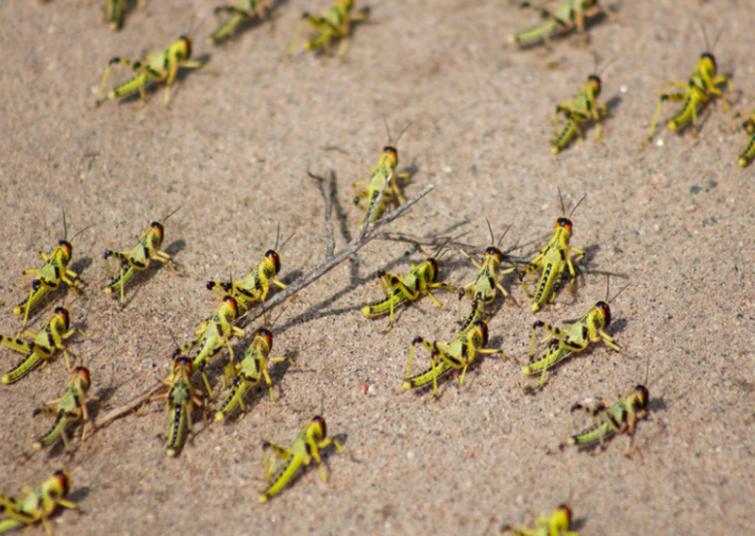 New dense swarm of locusts enter Sriganganagar district of Rajasthan from Pakistan