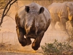 Forest personnel killed in rhino attack in Assam’s Kaziranga National Park