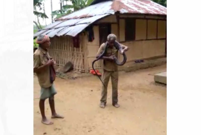 Assam: 60-year-old man dies of king cobra bite while he was playing with it