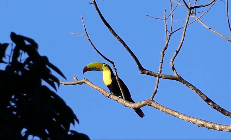 Three exotic Keel-billed toucan birds stolen from Kolkata zoo, police complaint lodged