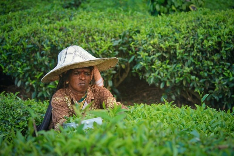 Assam cabinet approves hike of daily wage of tea garden workers by Rs 50