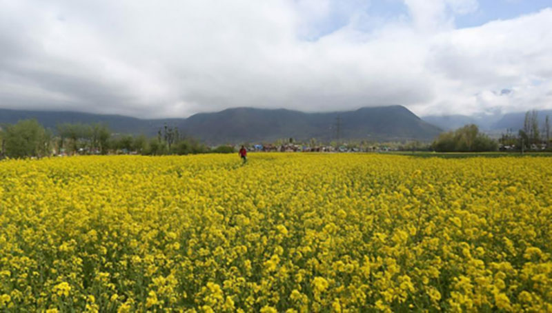 Scientific cultivation of Oilseed could fetch better returns: Director Agriculture, Kashmir