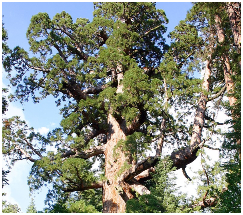 California fire threatens Yosemite's Mariposa Grove