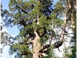 California fire threatens Yosemite's Mariposa Grove