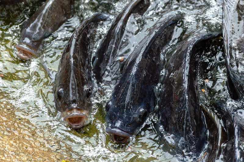 Jammu and Kashmir: Youth finding lucrative business opportunity in fish farming