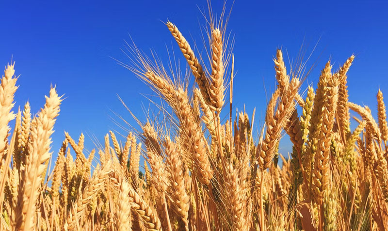 Centre extends wheat procurement season