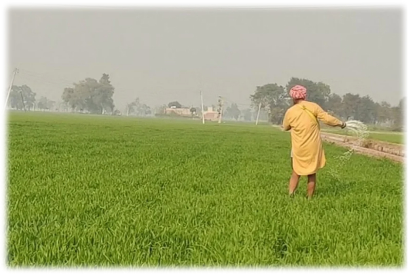 Bountiful Harvest: Punjab farmers rejoice as free power supply and favorable weather boost paddy growth