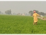 Bountiful Harvest: Punjab farmers rejoice as free power supply and favorable weather boost paddy growth