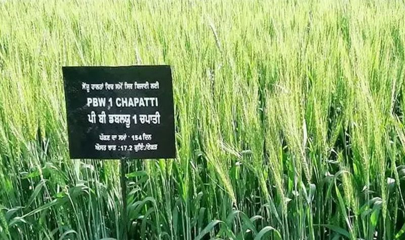 Punjab Agricultural University introduces ‘PBW1Chapati’ wheat variety