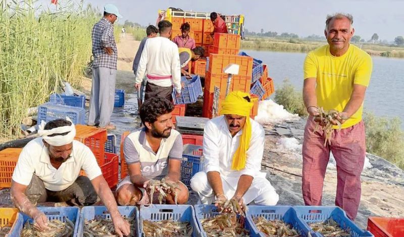 South-West Punjab’s shrimp farming is emerging as a 'salty revolution'