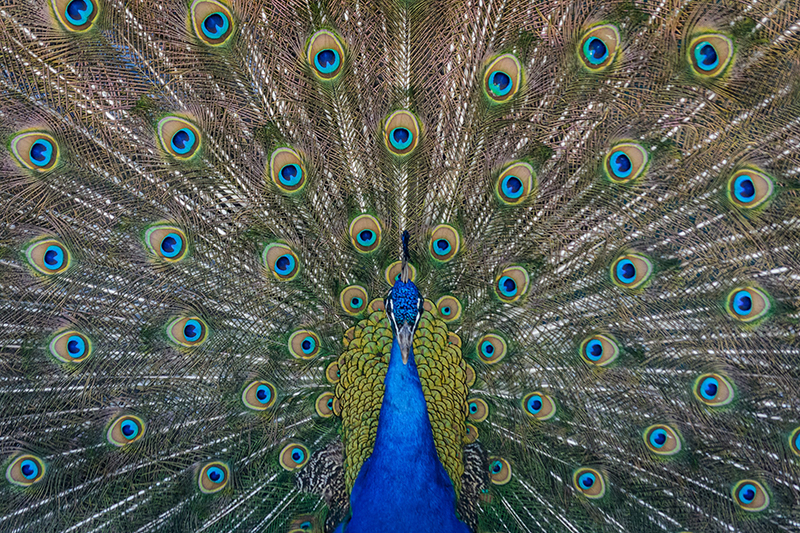 Telangana YouTuber creates video on preparing 'peacock curry', arrested after he faces backlash