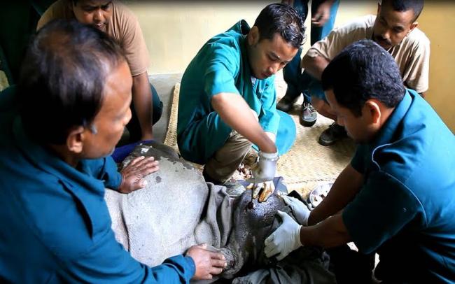 CWRC-MVS treats male rhino calf injured by tiger