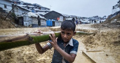Bamboo-boring beetles wreak havoc in Rohingya refugee camps, UN agency races to respond