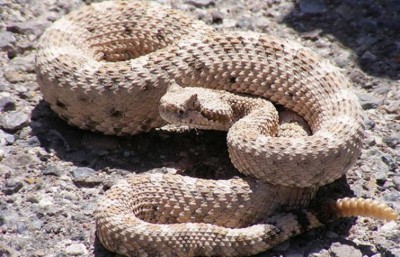 Girl's death due to snake bite: DDE suspends school Principal