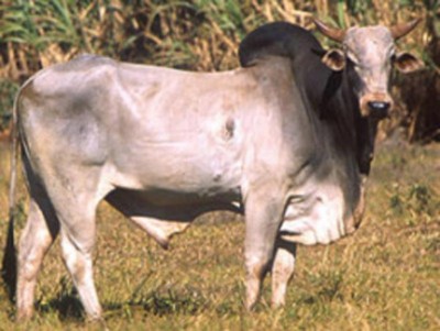 Assam: SSB unearthed international cattle smuggling racket, 21 trucks with over 600 cattle seized