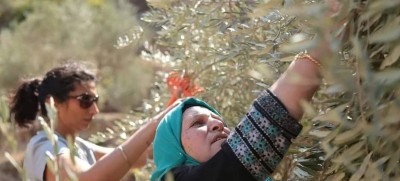 Protect Palestine olive harvest from settler violence, Israel urged