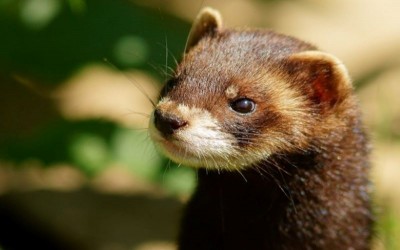 Spain orders culling of over 92,000 farmed mink after animals test positive for coronavirus