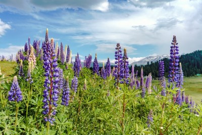 Ladakh administration to develop floriculture farm at Thiksay village