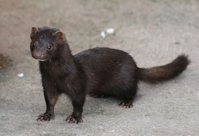 Italy announces temporary ban on Mink farming