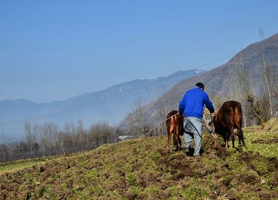 Jammu and Kashmir: Govt reviving vermicompost culture to produce organic vegetables, farmers appreciate