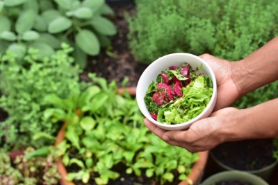 Leh: DRDO working to cultivate vegetables for Indian soldiers who are preparing for intense winters ahead