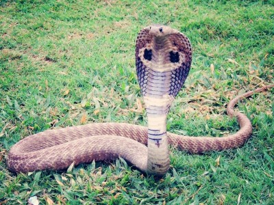 9-month-old baby dies of snakebite in Tripura village in the absence of anti-venom injection