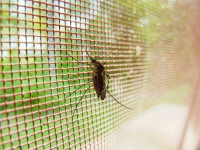 Pregnant woman diagnosed with Zika virus in Kerala recovers, delivers healthy baby