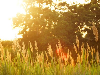 Heatwave conditions likely in Telangana in next 24 hours: Met