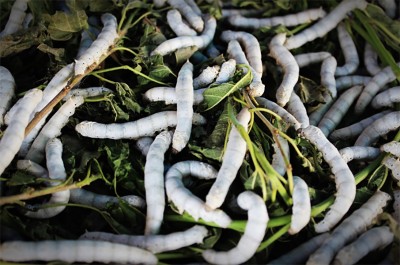 Kashmiri professor gets nomination for sericulture production in Egypt's deserts