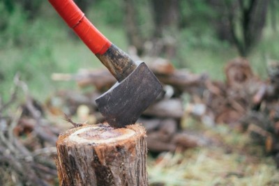 Canada: Thousands sign online petition to prevent cutting of trees on University of British Columbia campus