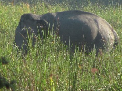 Assam: Six wild elephants saved after getting stuck in muddy pond in Goalpara