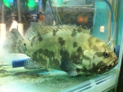 China bans import of Taiwanese Grouper fish