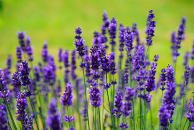 Jitendra Singh inaugurates 'Lavender Festival' in Jammu and Kashmir