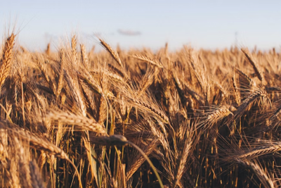 Is Turkey's Rubella virus claim to reject Indian wheat a ploy to control global wheat supply?