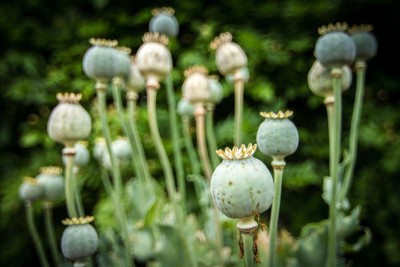 Afghanistan: Taliban government bans poppy cultivation