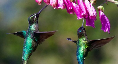 ‘Without nature, we have nothing’: UN chief sounds alarm at key UN biodiversity event