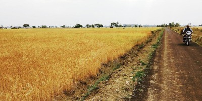 India bans wheat export with immediate effect