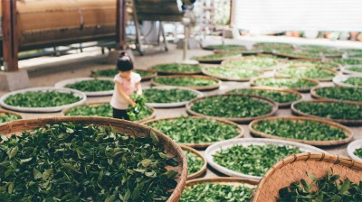 Indian producers looking to boost Orthodox tea export as supply from Sri Lanka shrinks