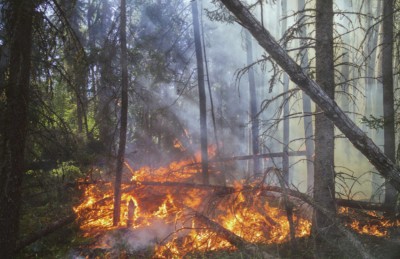 Europe: Wildfires spread through second largest area on record