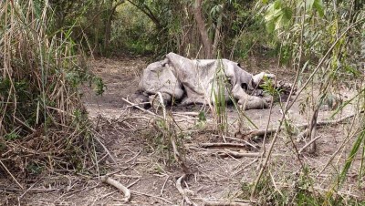 Poachers killed one-horned rhino in Kaziranga