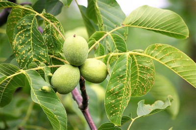 Import of walnuts from China leaves PoK farmers in jeopardy