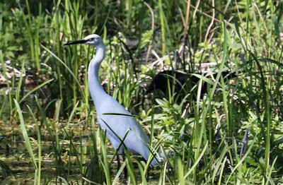 Jammu and Kashmir hosts bird festival