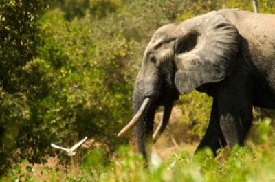 Wild jumbo killed after being hit by goods train in Assam’s Kamrup