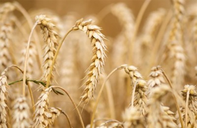 Afghanistan: Taliban bans wheat  export