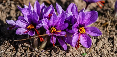 Scientists revolutionising saffron cultivation in Jammu and Kashmir