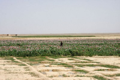 Afghanistan: Poppy cultivation rises in Kandahar, Helmand