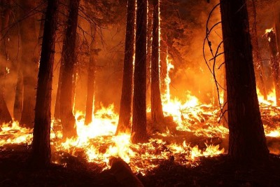 US: State of emergency declared in California's Mariposa amid major wildfire